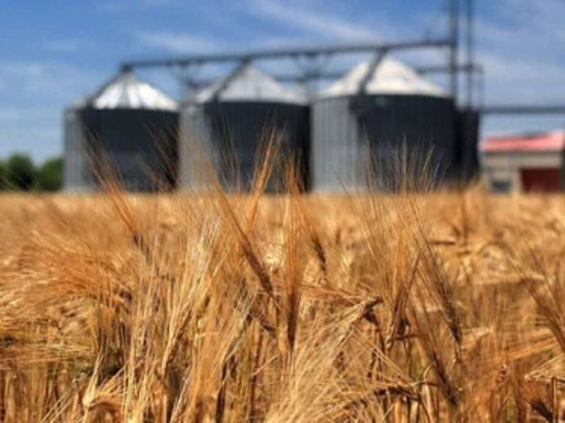 قیمت تضمینی گندم سال ۱۴۰۵ اعلام شد