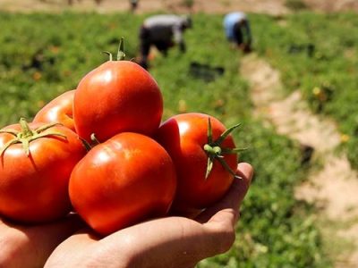 نخستین گوجه‌فرنگی شبیه به انگور تولید شد