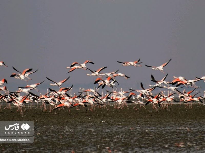 حال خوش تالاب‌های فارس پس از روزهای بارانی