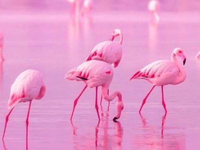 تالاب صورتی شیراز ۷۵ درصد آبگیری شد