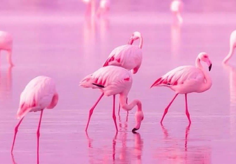 تالاب صورتی شیراز ۷۵ درصد آبگیری شد