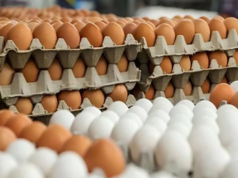 قیمت تخم‌مرغ اصلاح می‌شود