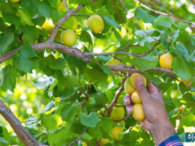 آغاز برداشت زردآلوی آباده‌ای