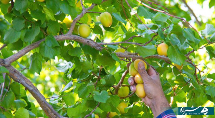 آغاز برداشت زردآلوی آباده‌ای