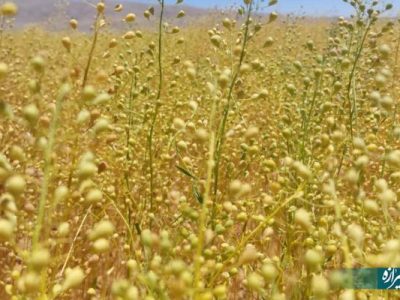 آغاز برداشت دانه روغنی کاملینا در آباده