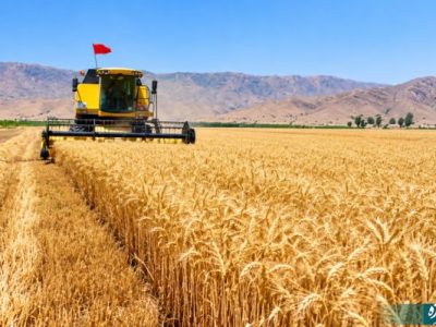 پایان برداشت گندم از ۱۷هزار هکتار مزارع آباده