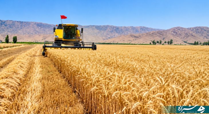 پایان برداشت گندم از ۱۷هزار هکتار مزارع آباده