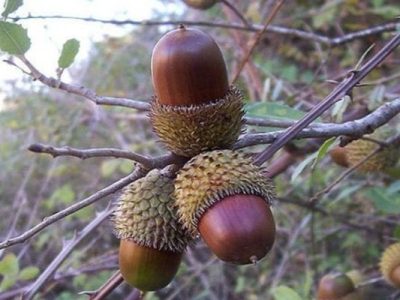 ثروت طبیعی بلوط زاگرس؛ فرصت تازه اقتصاد روستاها