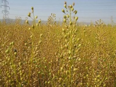 کاهش وابستگی به واردات روغن با جهش تولید کاملینا در فارس    