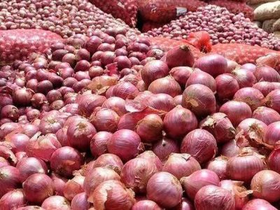 صادرات پیاز فارس به ترکیه؛ گامی از تولید سنتی تا استانداردهای جهانی
