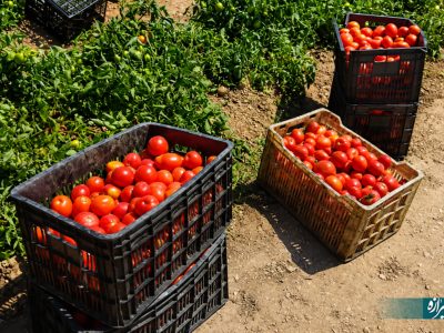 گوجهفرنگی آباده راهی کشورهای متحده عربی