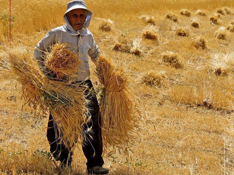 پرداخت ۱۰۰ همت به گندم‌کاران تا ۲۲ مرداد