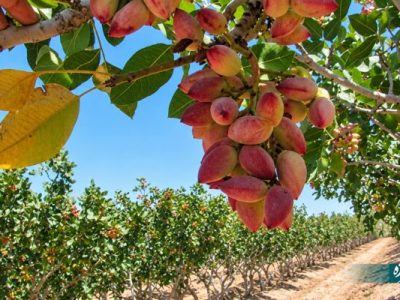برداشت طلای سبز از باغات آباده آغاز شد