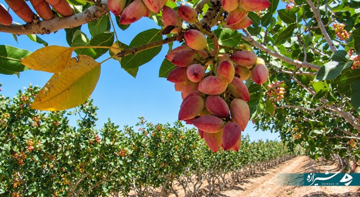 برداشت طلای سبز از باغات آباده آغاز شد