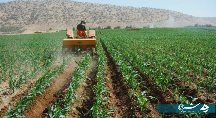 پیش‌بینی برداشت ۱۱۵ هزارتن ذرت علوفه در آباده