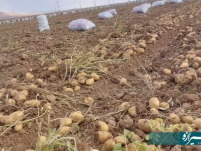 آغاز برداشت سیب‌زمینی در آباده