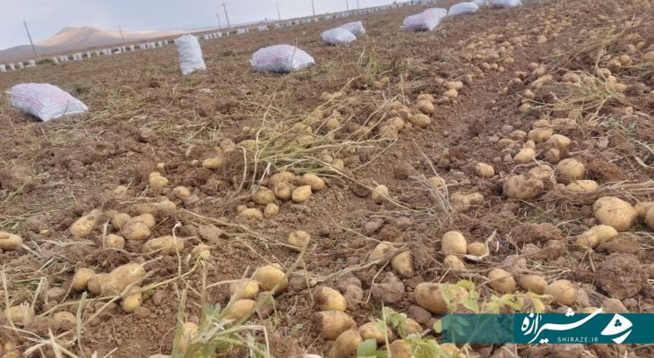 آغاز برداشت سیب‌زمینی در آباده