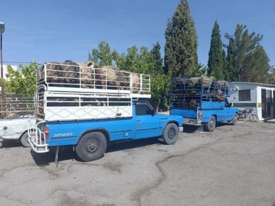 کشف احشام فاقد مجوز در آباده